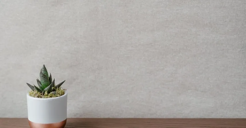 Como decorar vasos de plantas e transformar seu espaço Como decorar vasos de plantas e transformar seu espaço